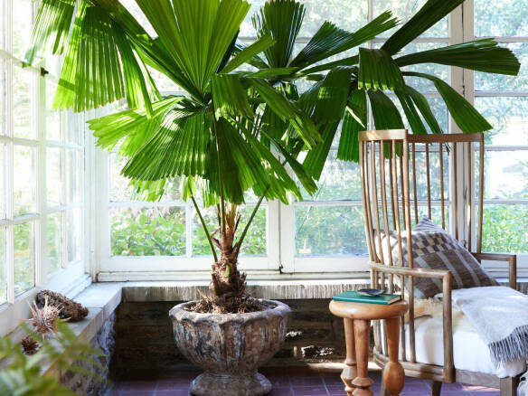 Move Over, Monstera: 2024’s New Houseplant Trends