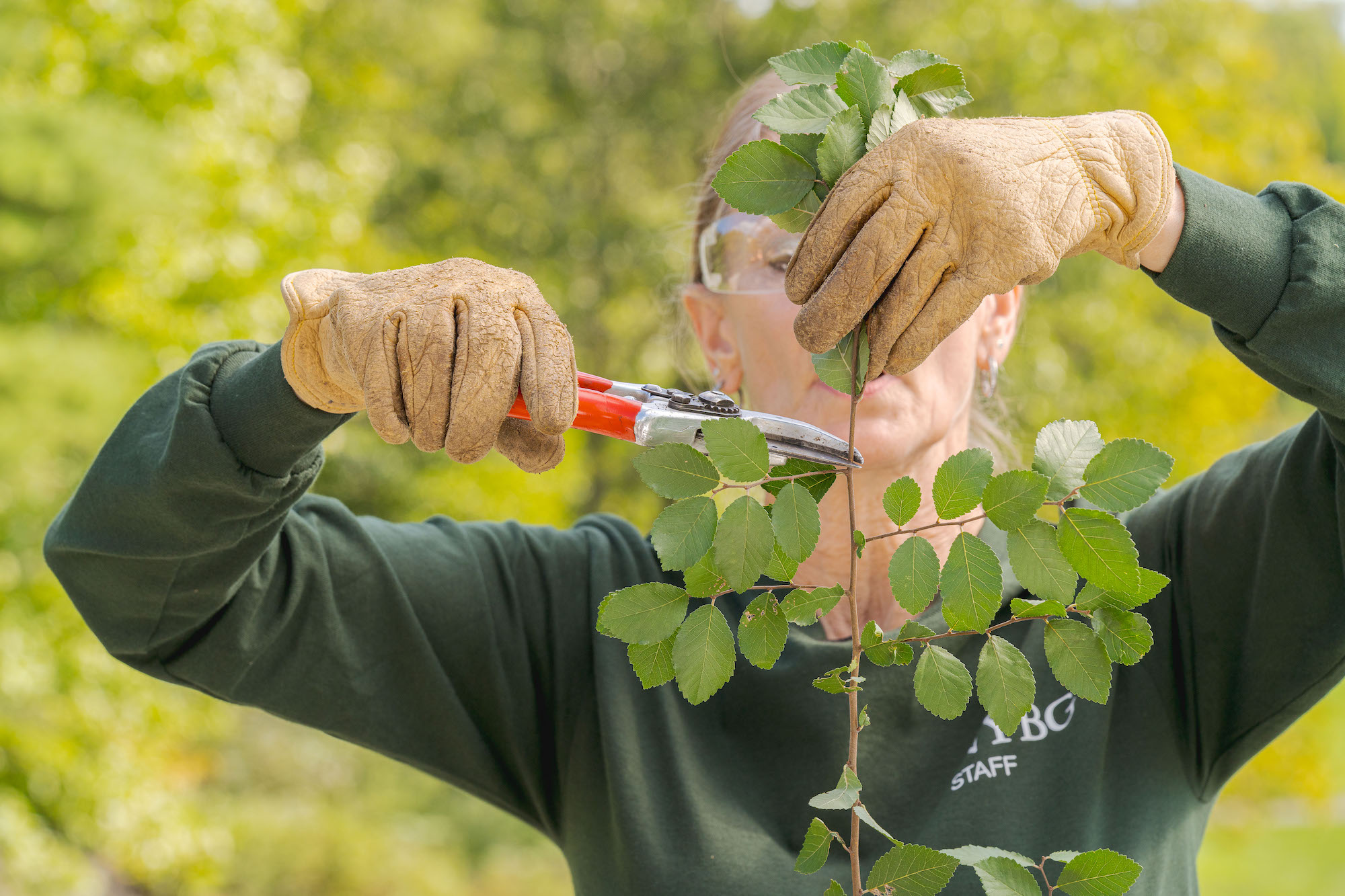 NYBG’s Plant Studio: Online Classes for Beginner Gardeners at the New York Botanical Garden