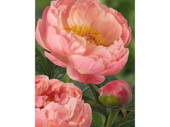 Paeonia Coral Charm