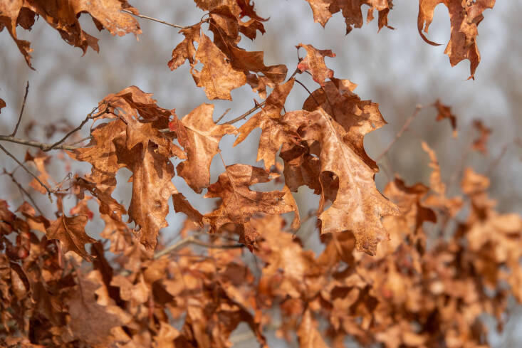 Red oak leaves hanging on till spring.