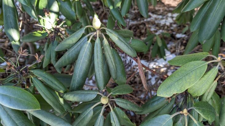 Rhododendron leaves starting to droop and curl as the temperature dips below freezing.