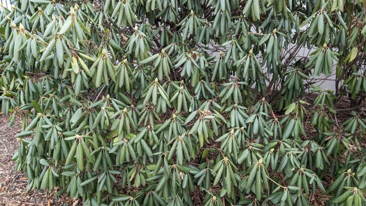 Rhododendron leaves curling tighter as the temperature nears \20 degrees Fahrenheit.