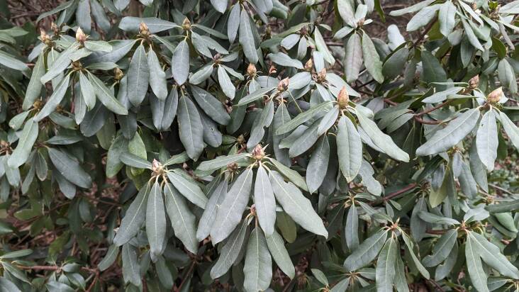 Normal flat rhododendron leaves during the winter—must mean it’s above freezing.