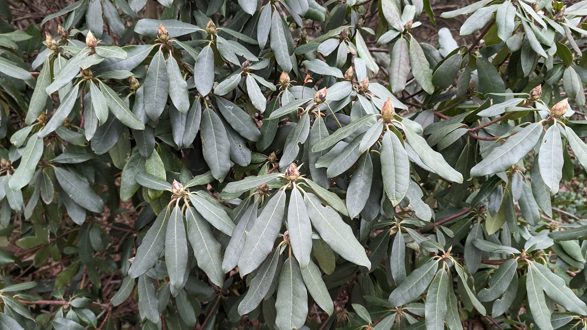 Thermonasty: Why Rhododendrons’ Leaves Curl in the Winter