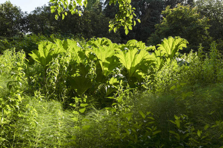 The gunnera patch in Tom Berington’s historic family home in Worcestershire. Photograph by Tom Berington.