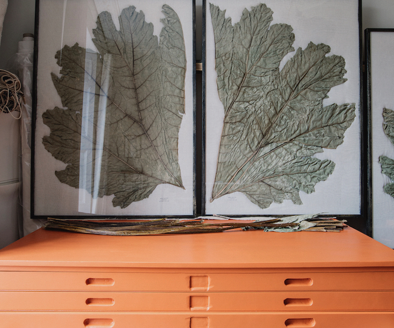 Pressed Gunnera Leaves: Tom Berington's House of Herbaria Art