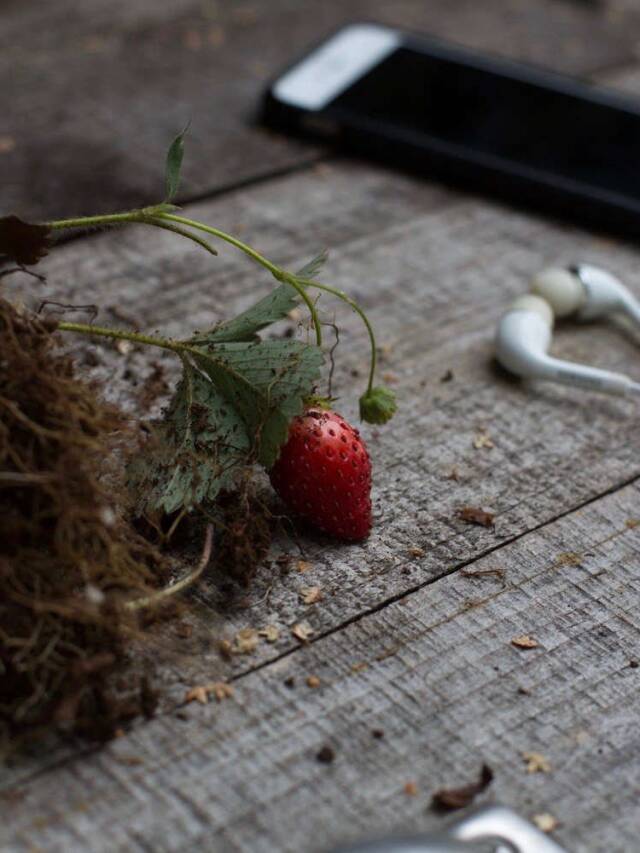 Best Garden Podcasts: What to Listen to for the Plant-Obsessed Web Story