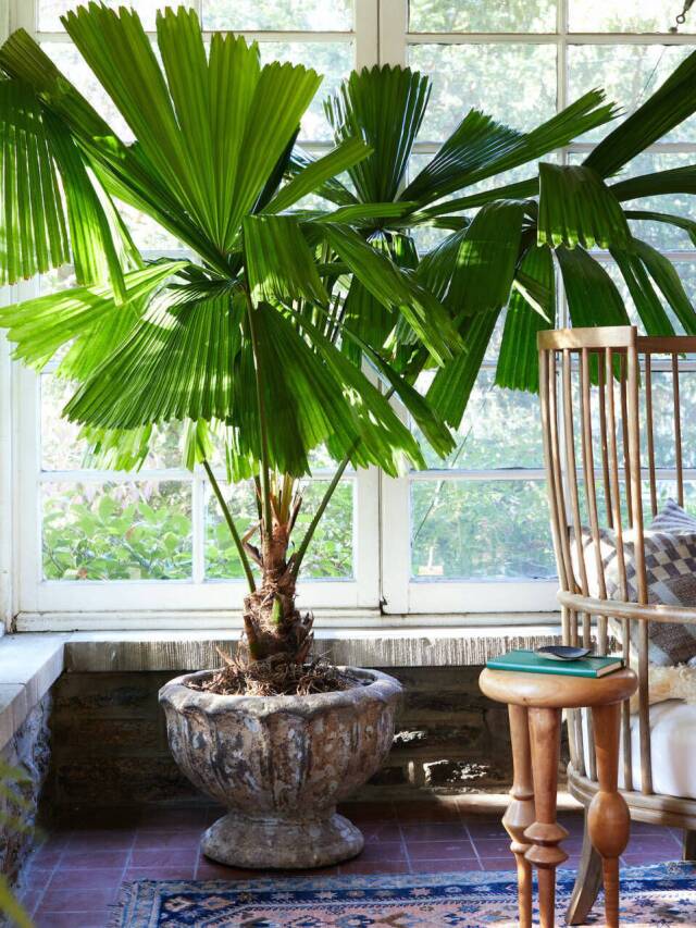 Houseplant Trends of 2024: Experts Weigh in On the New Popular Plants Web Story