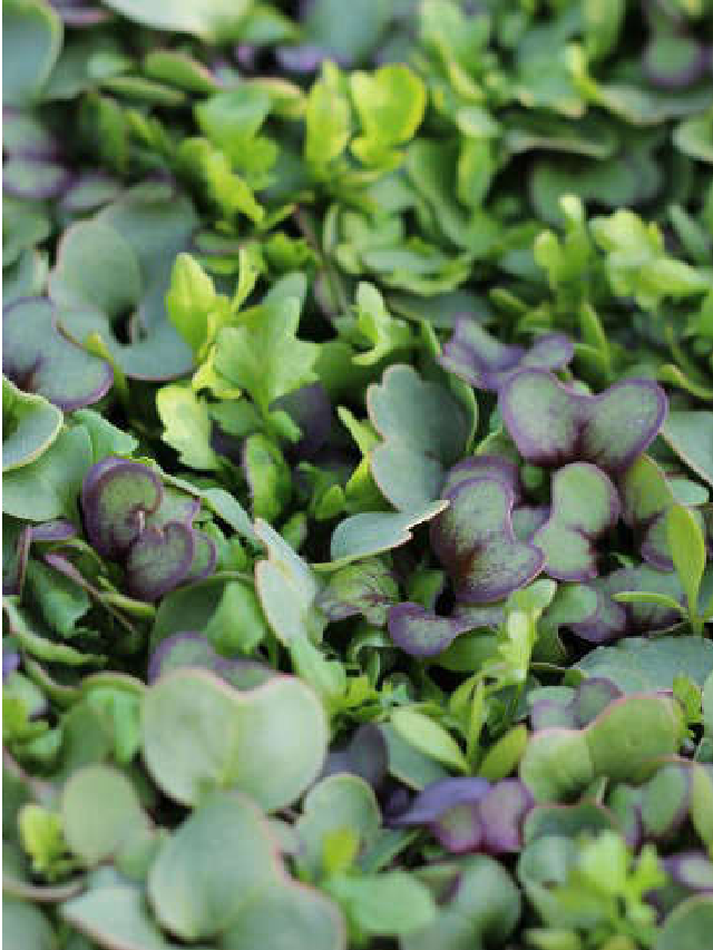 Microgreens are Easy to Grow the Back to the Roots Organic Kit Web Story