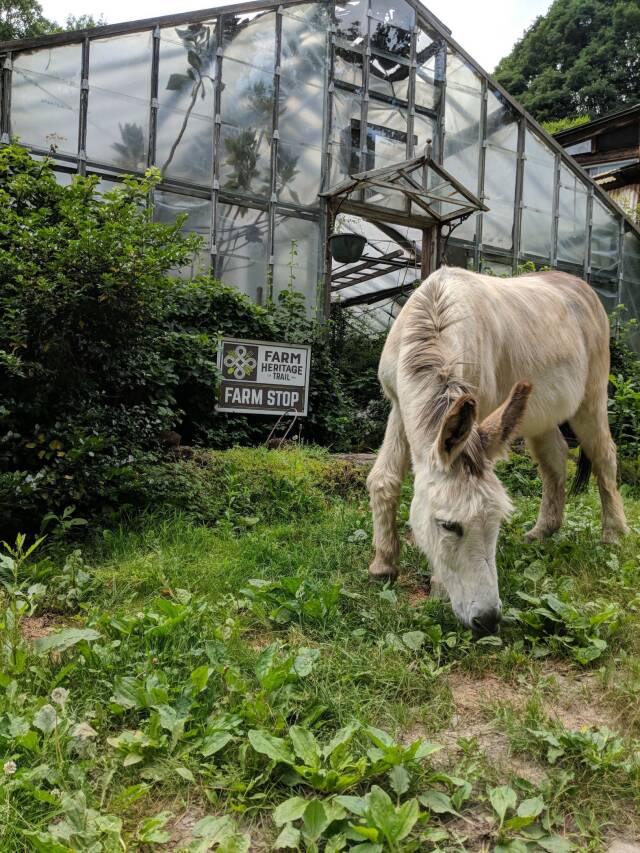 Sandy Mush Herb Nursery in the Blue Ridge Mountains of NC Web Story