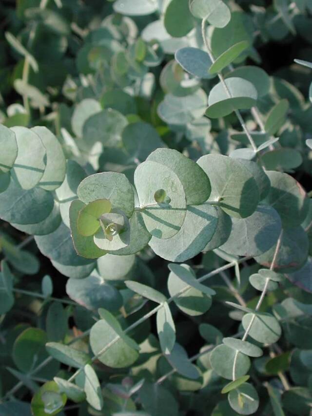 Silver Dollar Tree: Everything You Need to Know About Eucalyptus Cinerea Web Story