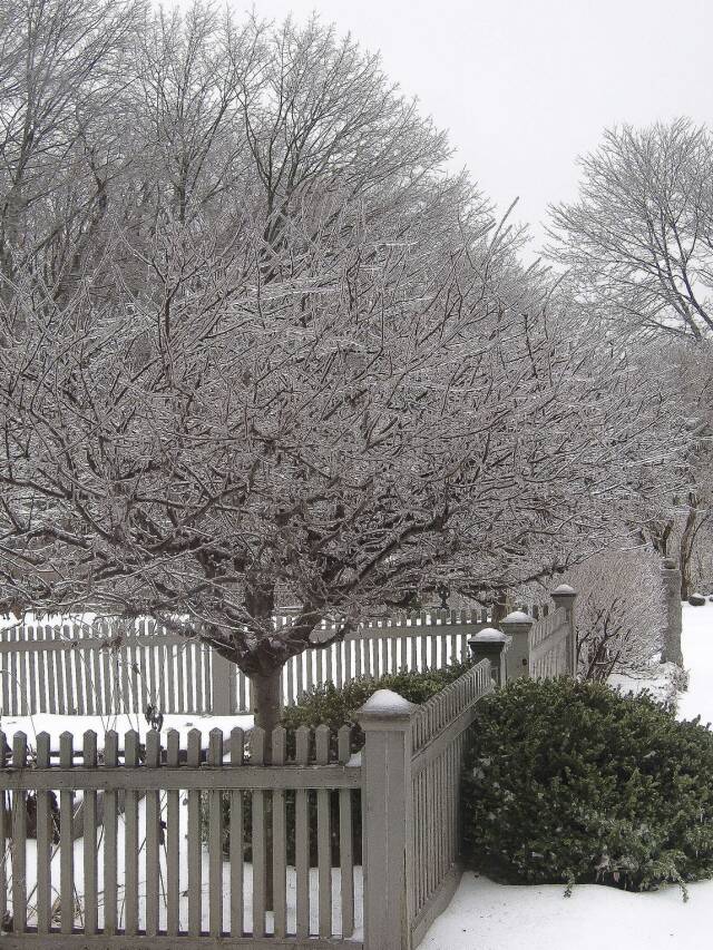 What to Prune in Late Winter: A Guide to What Plants Can Be Pruned in February Web Story