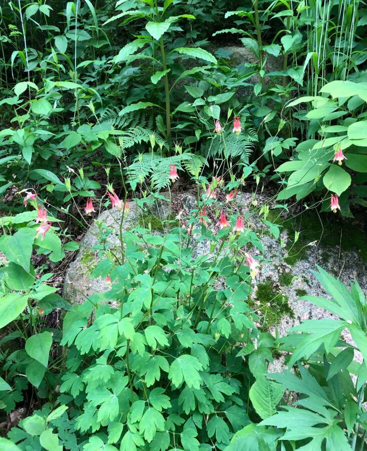  Above: The native eastern columbine (Aquilegia canadensis) is a welcome addition to woodland gardens in the Northeast. Hummingbirds, bees, and butterflies visit for nectar, and birds, like goldfinches and indigo buntings, stop to nosh on the seeds. Photograph by Melissa Ozawa.