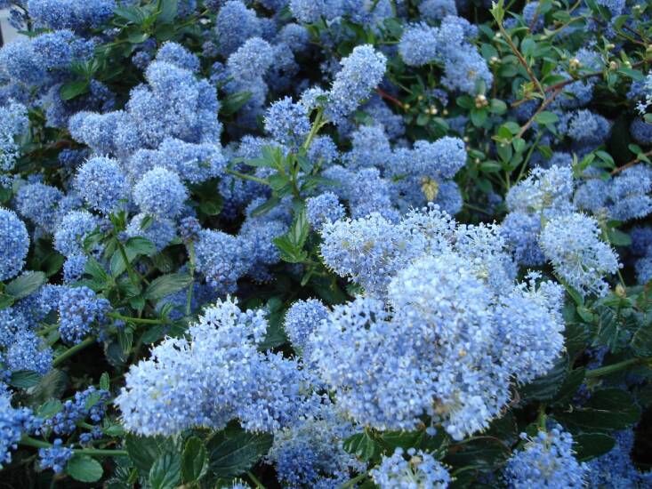 A Ceanothus in bloom. Photograph by Andy2boyz via Flickr.