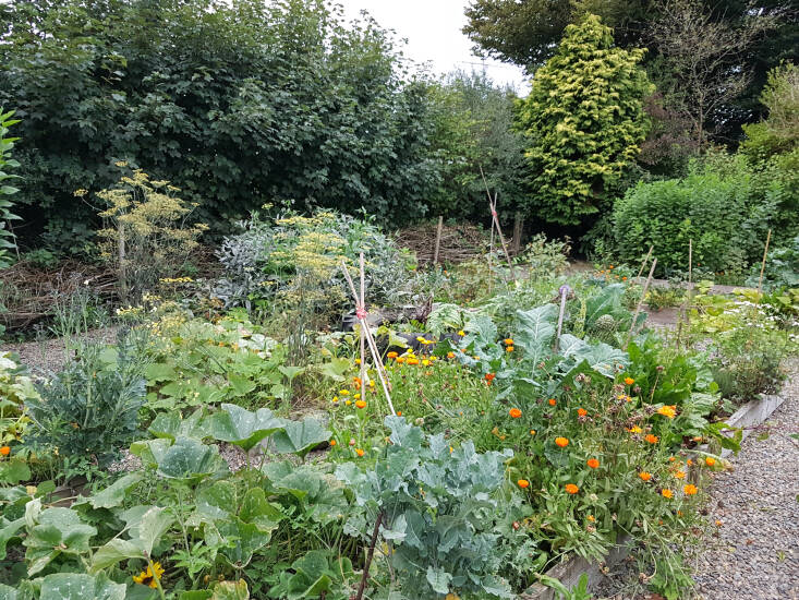 Natural hedging, trees, and shrubs slow the flow of water (and therefore mitigate flood risks) into Kim Stoddart’s vegetable patch. They also provide a wind-break.