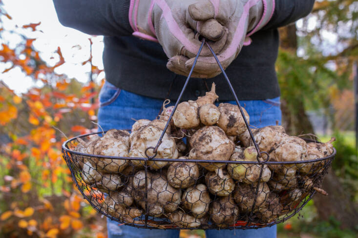 Stoddart shares her favorite resilient and perennial crops, including Jerusalem artichokes.