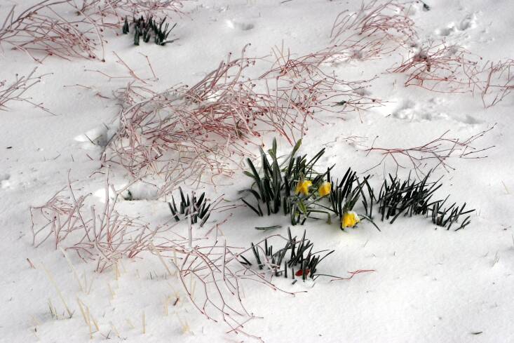 Early bloomers in February. Photograph by Abraxas3d via Flickr.