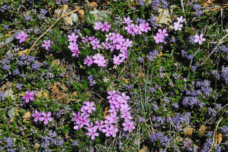 Phlox and Ceanothus prostratus, a groundcover. Photograph by Nicholas Turland via Flickr.