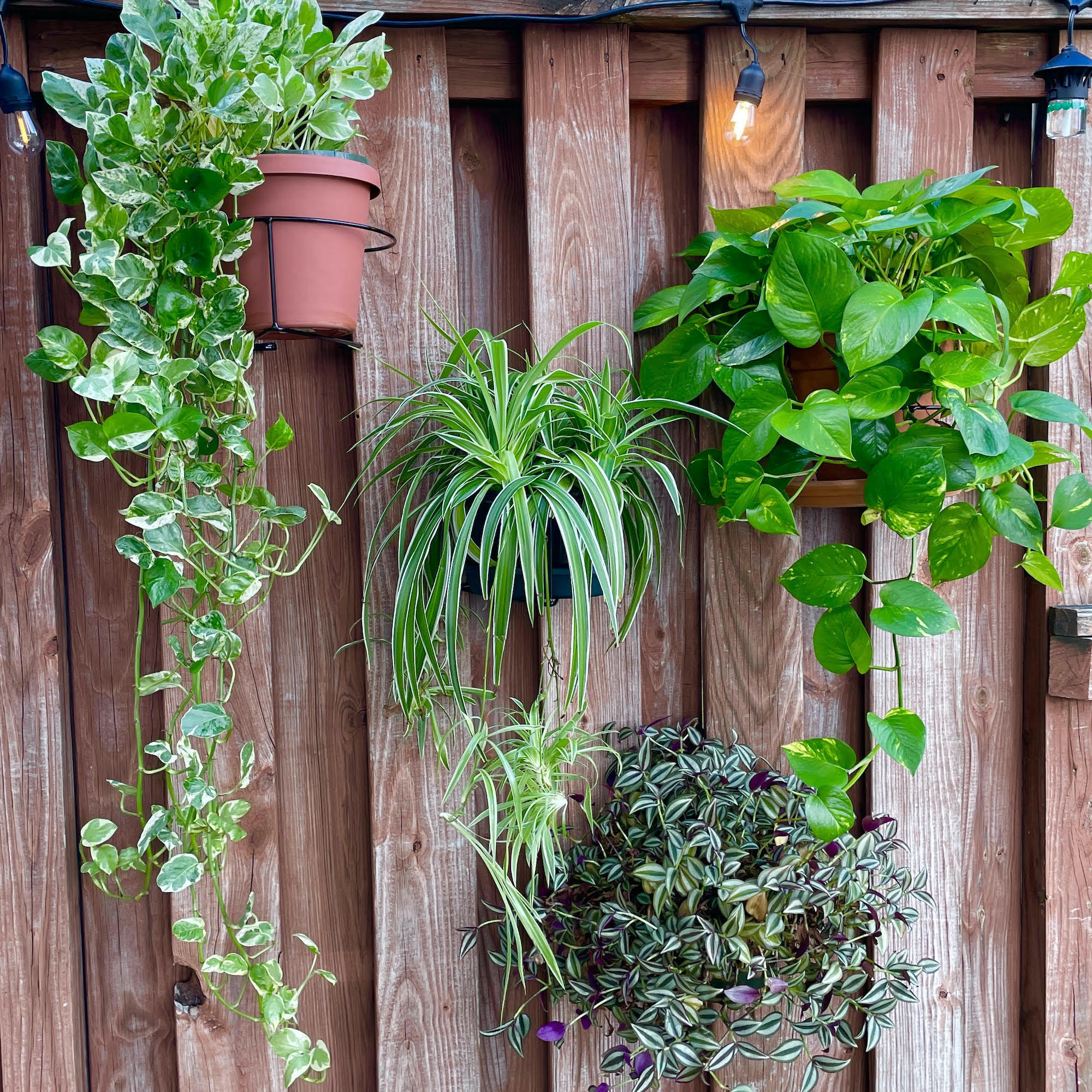 RailScapes Plant Clips by PlantTraps for Railings and Fences