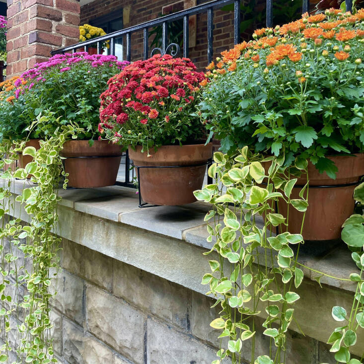 Each RailScapes Plant Clip can hold up to 15 pounds (25 pounds if at the foot of the railing).