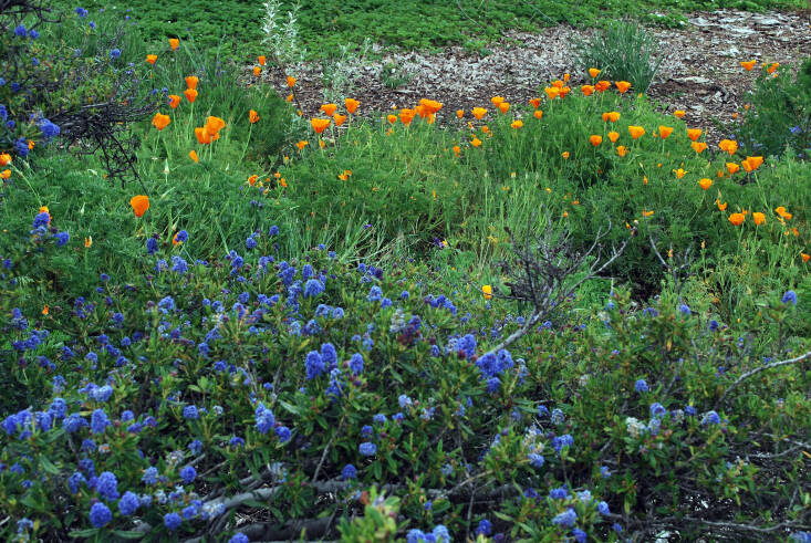 Poppies and Ceanothus at the Rancho Santa Ana Botanical Gardens. Photograph by Bri Weldon via Flickr.