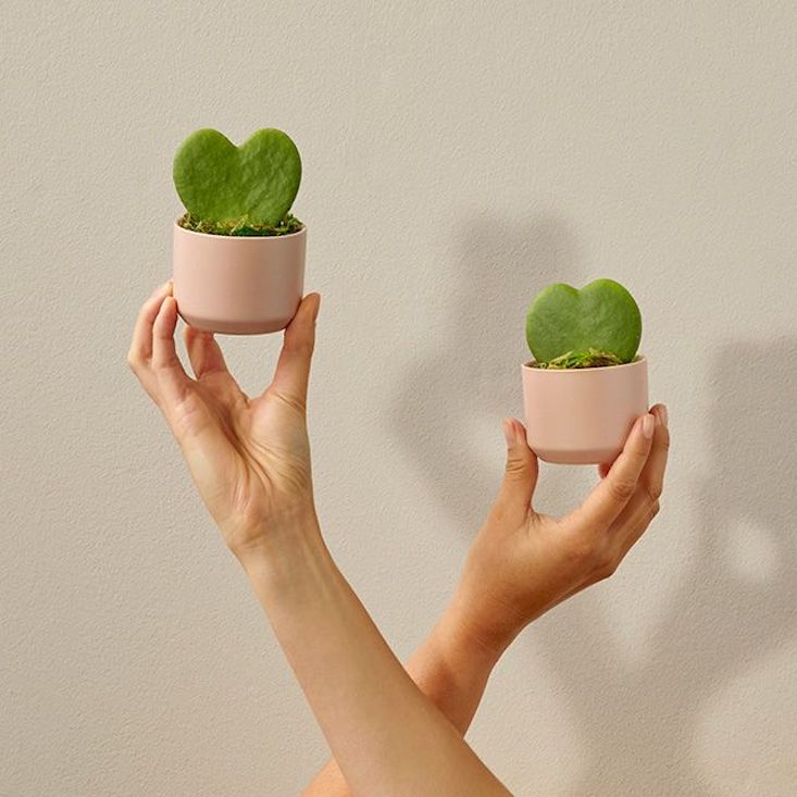 Single-leaf hoya hearts are starting to rival red roses when it comes to Valentine&#8217;s Day presents. The Bouqs sells their Desert Love duo in pink pots for $54.