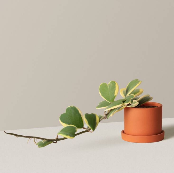 The Variegated Hoya Heart is \$6\2 at The Sill (currently out of stock).