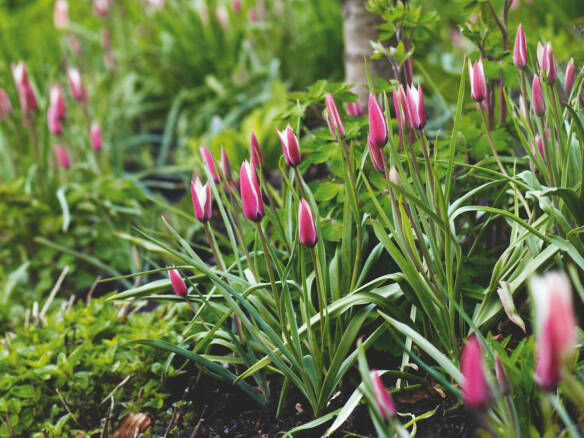 How to Grow Tulips That Come Back Year After Year, With Polly Nicholson