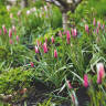 How to Grow Tulips That Come Back Year After Year, With Polly Nicholson