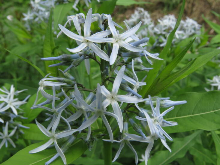 Amsonia tabernaemontana. Photograph by Kerry Woods via Flickr.