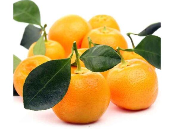 Calamondin/ Calamansi Semi-Dwarf Tree