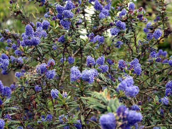 Blue Blossom Ceanothus