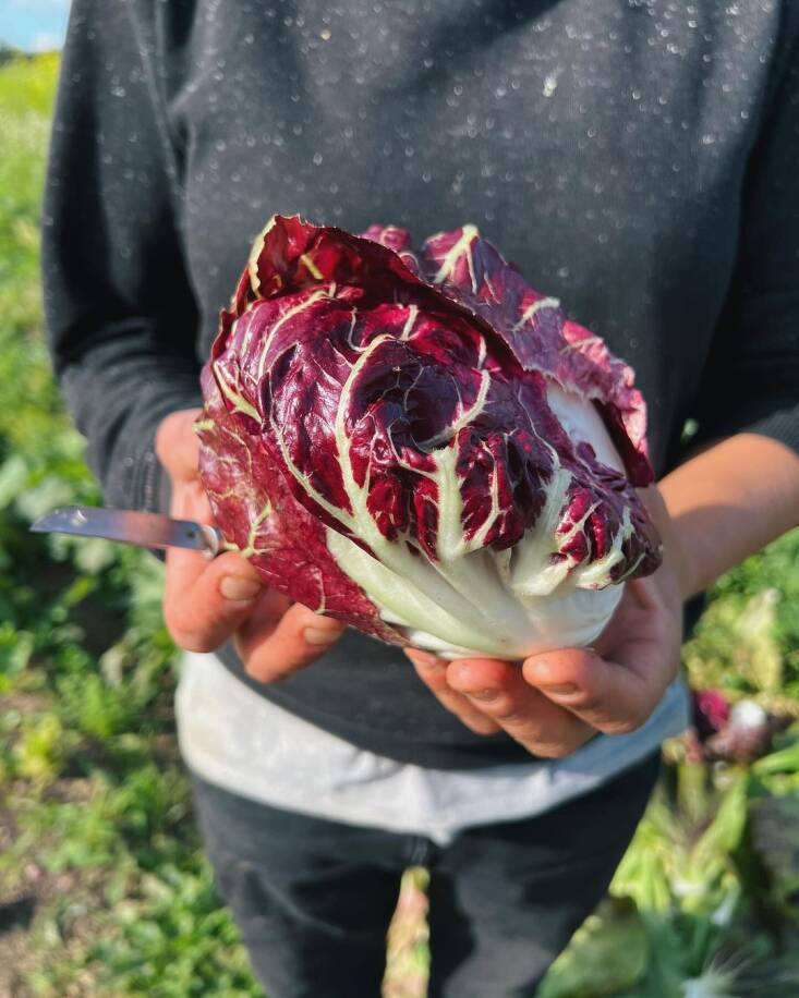 Portrait of radicchio and an Opinel harvest knife. Photograph via @claireratinon.