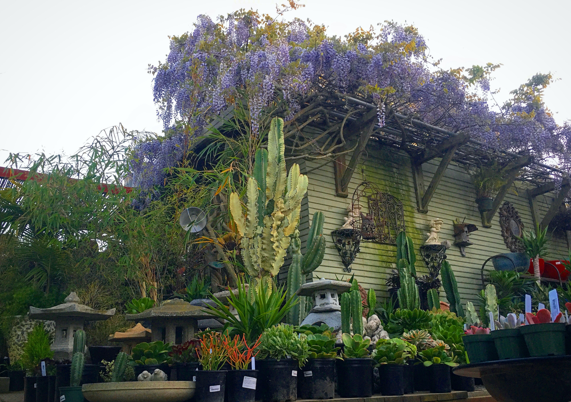 Clement Nursery: San Francisco’s Oldest Garden Store