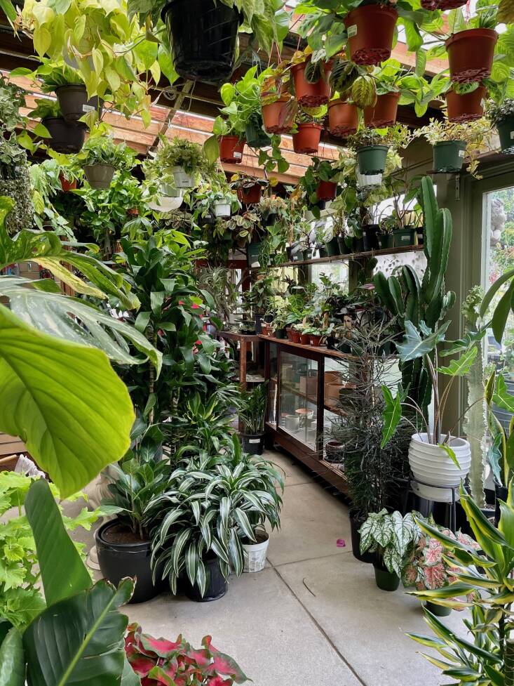 The indoor spaces at the nursery are filled to the brim with popular houseplants. Photograph by Kier Holmes.