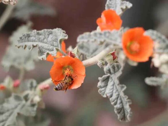 Desert Globemallow