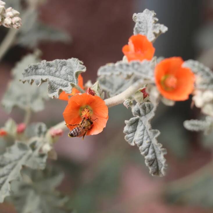 A small packet of Desert Globemallow seeds is \$3 at Native Seeds Search.