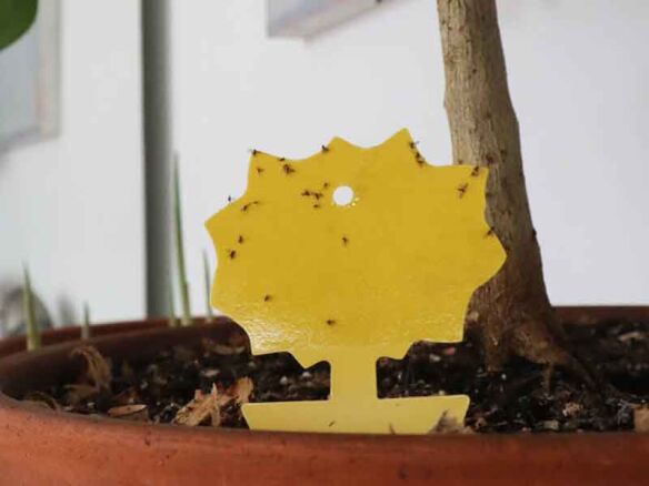 Yellow Sticky Traps for Fruit Fly