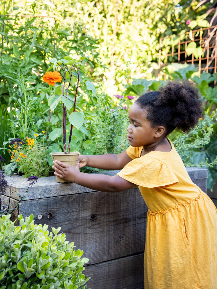 Caption: Leslie’s daughter Zeta helps plant Jamaican Hibiscus sabdariffa (also known as roselle or sorrel) in their home garden.