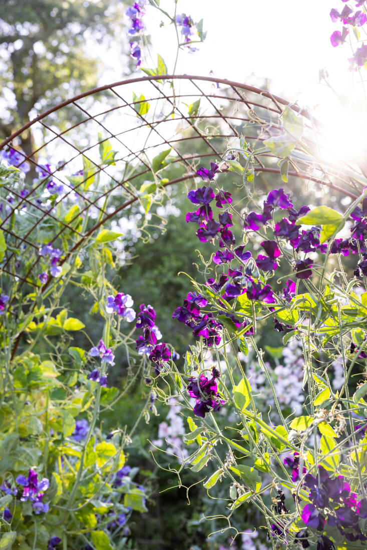 &#8\2\16;North Shore’ and ‘Triple G’ sweet peas climb over an arched trellis for an ephemeral early summer bloom.