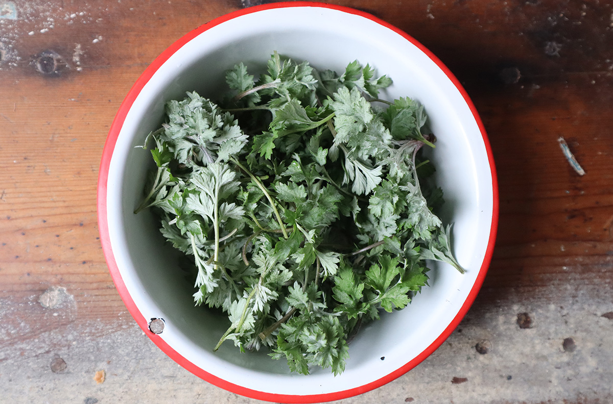 Mugwort in the Spring: An Edible and Tender Delicate Herb