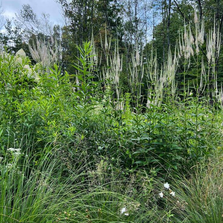 Ornamental grasses planted in their landscape include Deschampsia cespitosa and the Veronicastrum virginicum &#8\2\16;Album&#8\2\17;.