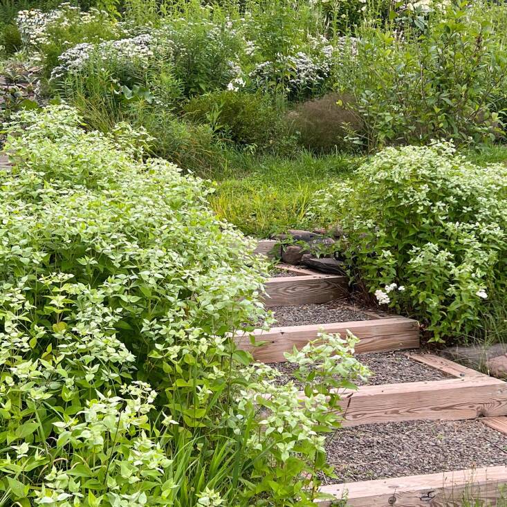 Mountain mint flanking some steps in their garden.