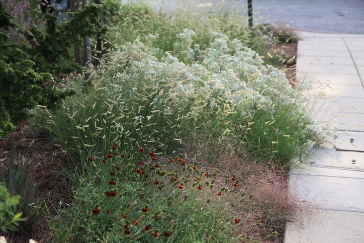 A detail of Lorenz’s current favorite plant combination. The planting provides habitat, reduces noise and pollution since it doesn’t require mowing or fertilizer, and helps manage stormwater. Photograph courtesy of Refugia Design.