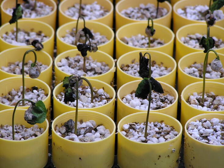 Coffee seedlings with damping off in Kona, Hawaii. Photograph by Scott Nelson via Flickr.