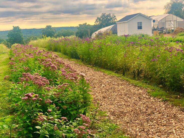  Above: Coastal plain Joe Pye weed (Eutrochium dubium) and New York ironweed (Vernonia noveboracensis) grow in seed increase plots at The Hickories, in Ridgefield, Connecticut, a hub of the Eco59 Farmer-Led Seed Collective. Photograph by Sefra Alexandra | Seed Huntress.