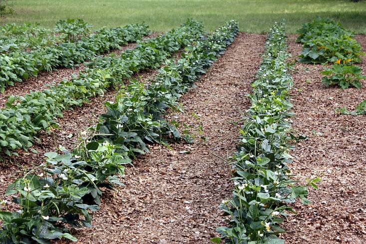 Mulched leaves in a vegetable garden. Photograph by Sheila Brown via Flickr.