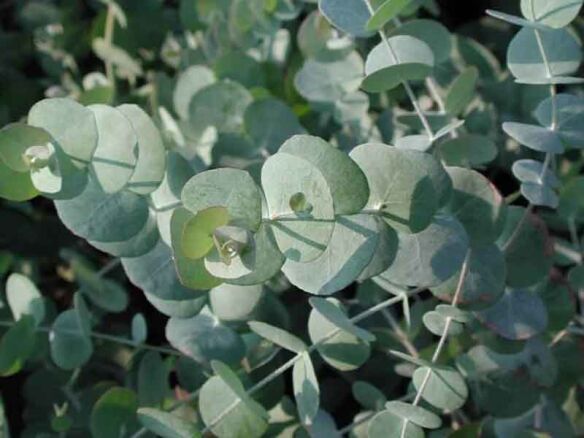 Eucalyptus cinerea Silver Dollar Tree