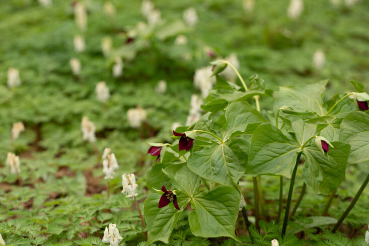 “Squirrel corn, a bleeding heart relative, produces small yellow corms which resemble corn kernels, yet despite their small size produce lovely masses of fringed gray-blue foliage topped with gorgeous small white flowers. The more robust stinking Benjamin pushes through the abundance of leaves with its characteristic three leaves and striking deep maroon flowers,” says Lorimer. Photograph by Uli Lorimer, courtesy of Native Plant Trust.