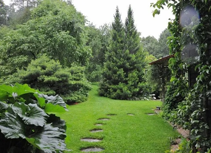 Objects of her affection—the Japanese umbrella pines, at center, in her garden. Photograph by Margaret Roach.